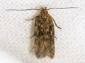 Scrobipalpa atriplicella